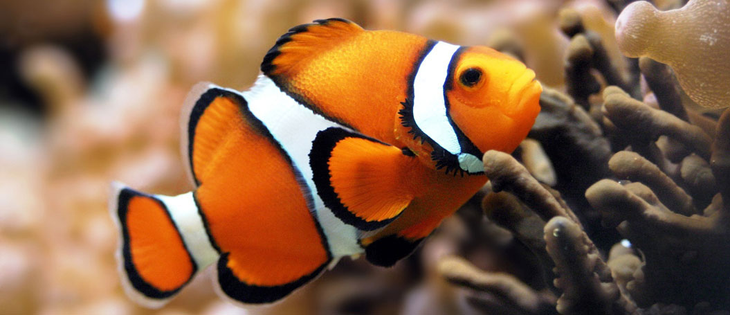 ddos攻击测试工具