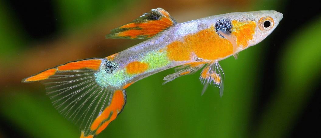 最便宜哪里买的网页端ddos