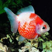 远程办公必备的免费攻击网站