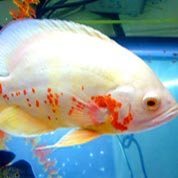 平台在线ddos压力测试