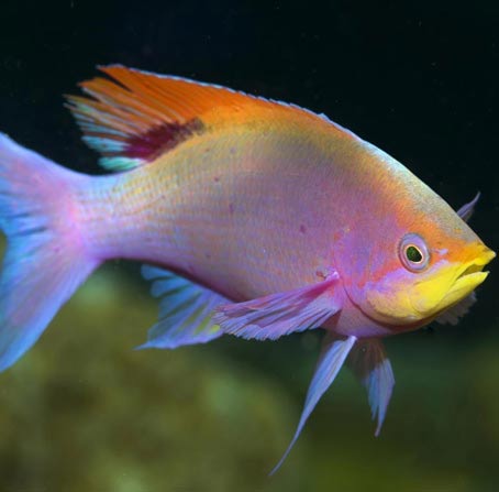 Web漏洞扫描工具